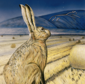 Star Gazing Hare