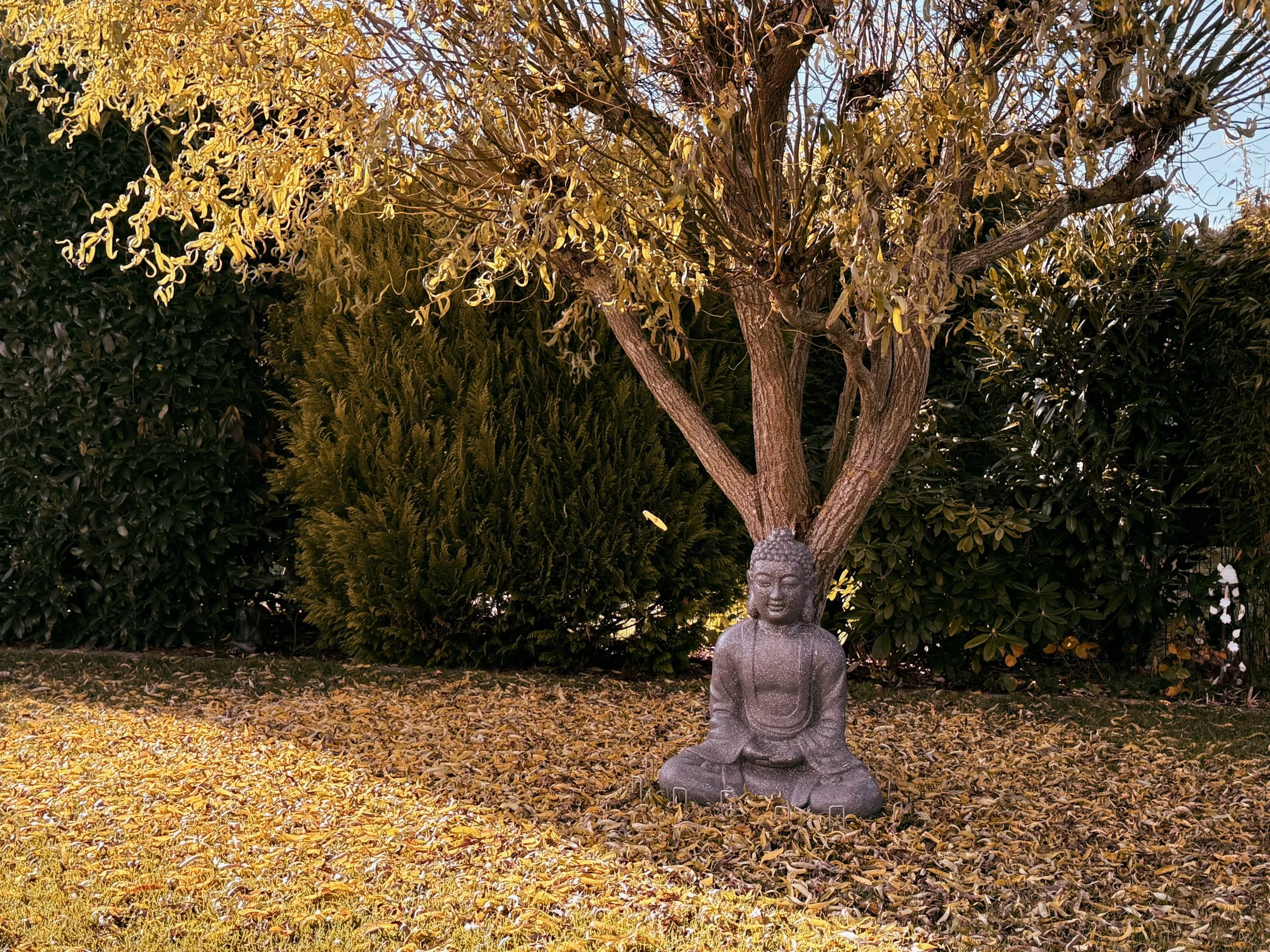 Wenn die Weide im Garten weniger verliert als ich