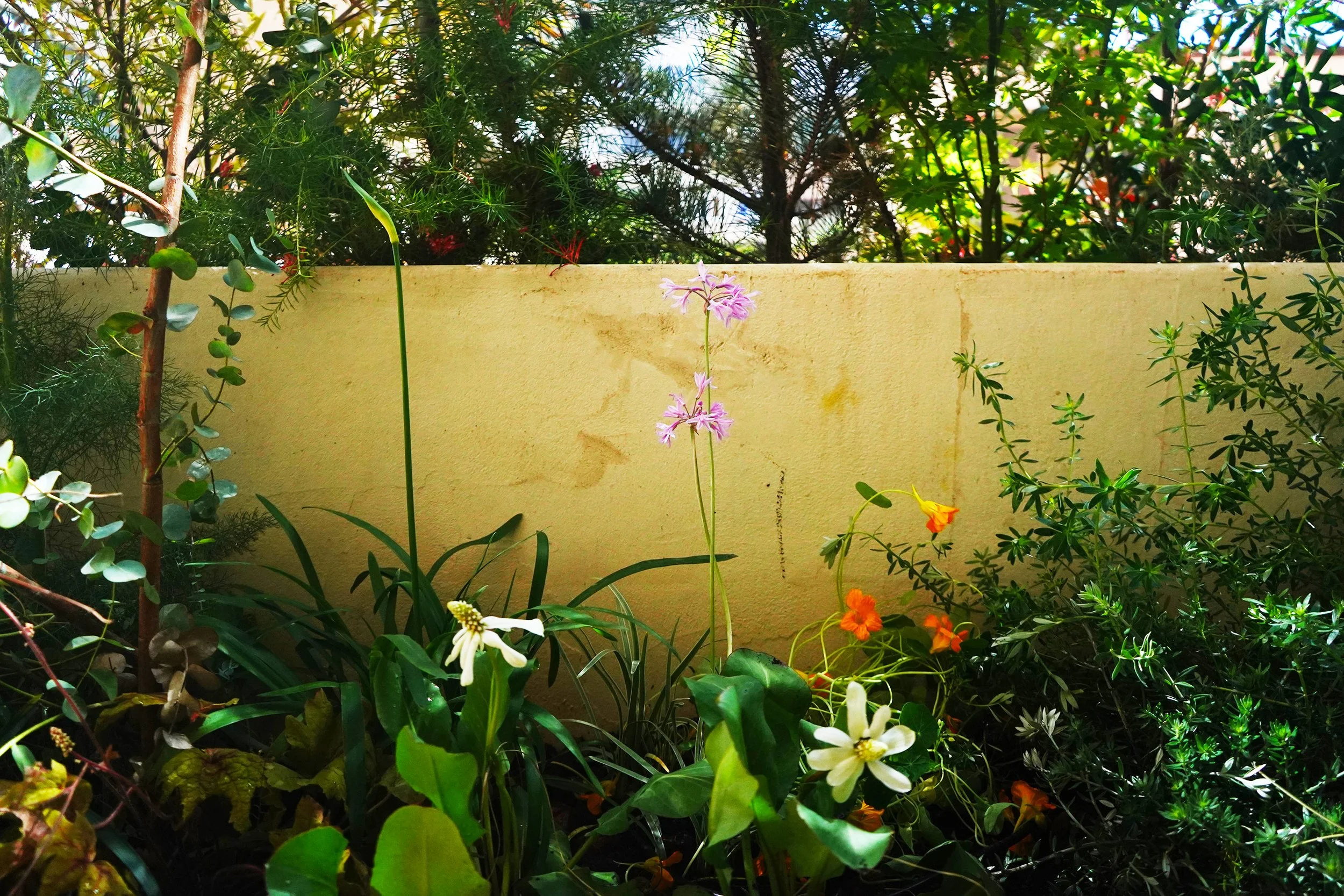 1.STUDIOTOPIC_ PATRCIAGARDEN.jpg