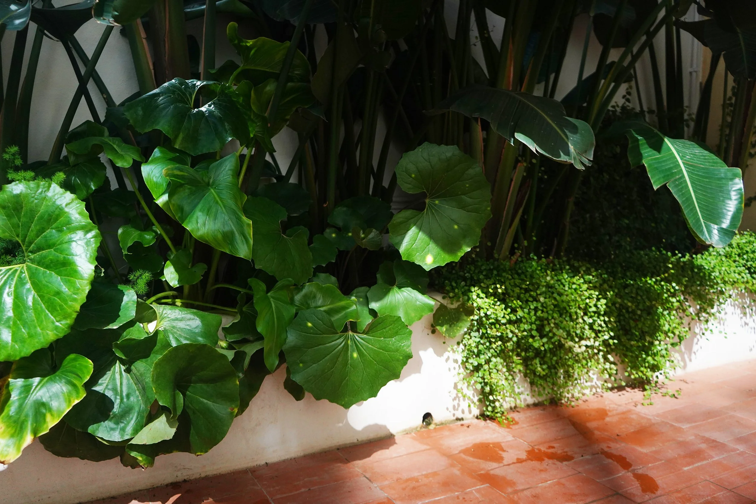 2. STUDIOTOPIC_PATRICIAGARDEN.jpg