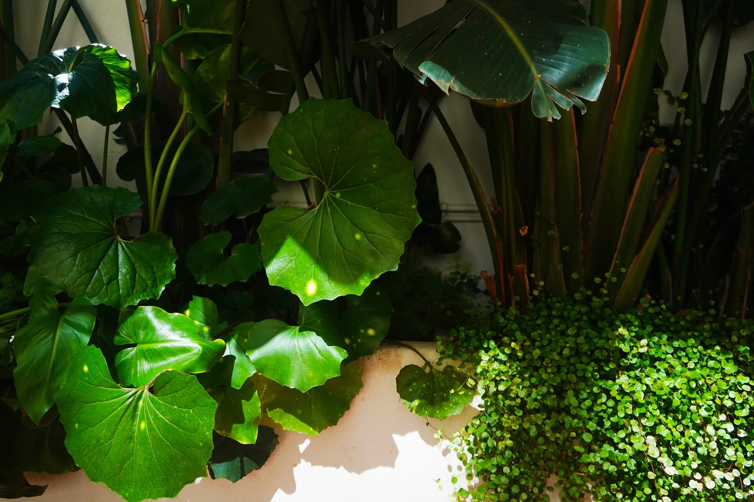 6.STUDIOTOPIC_PATRICAGARDEN 5.jpg