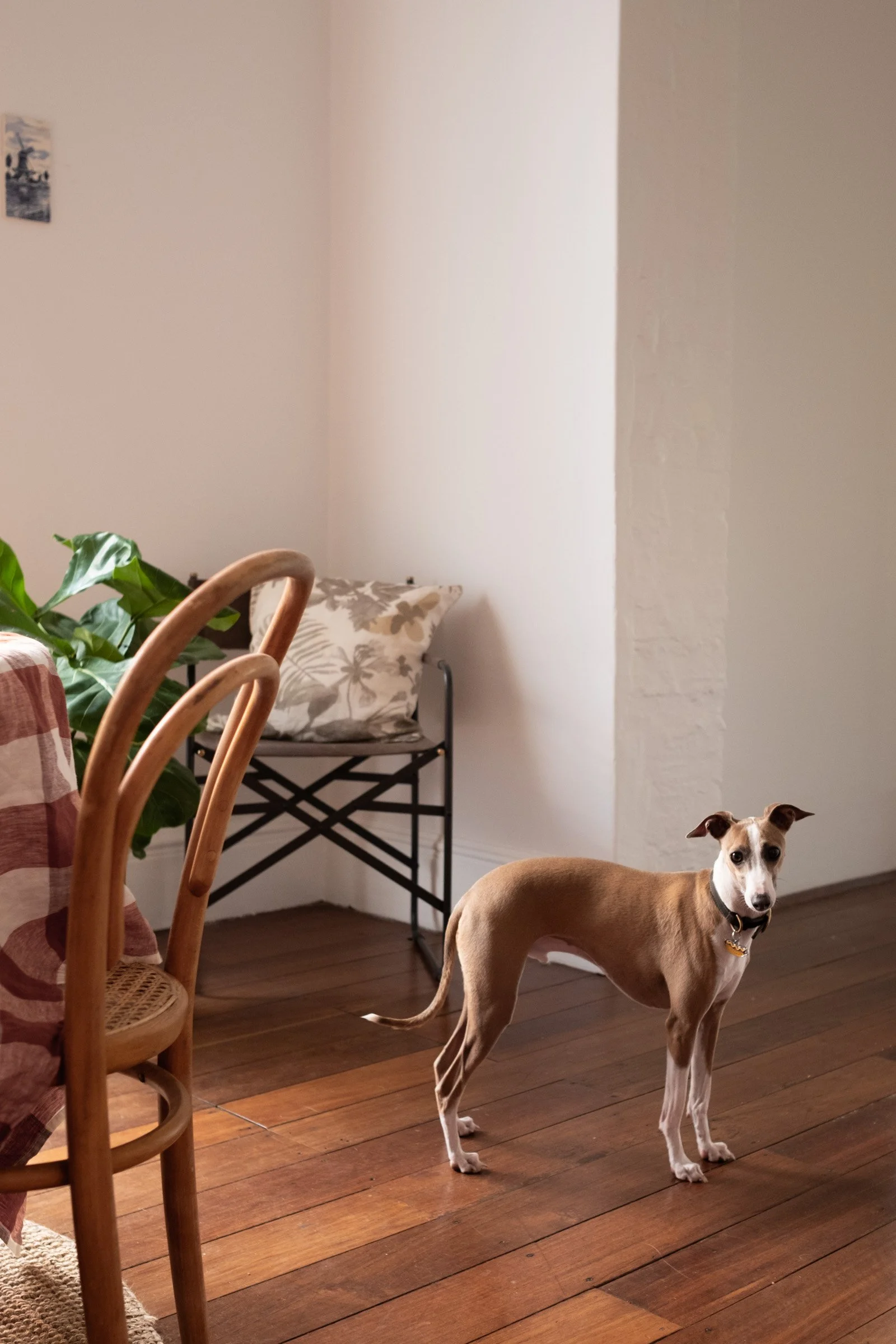 George the Italian Greyhound dog - dog friendly 