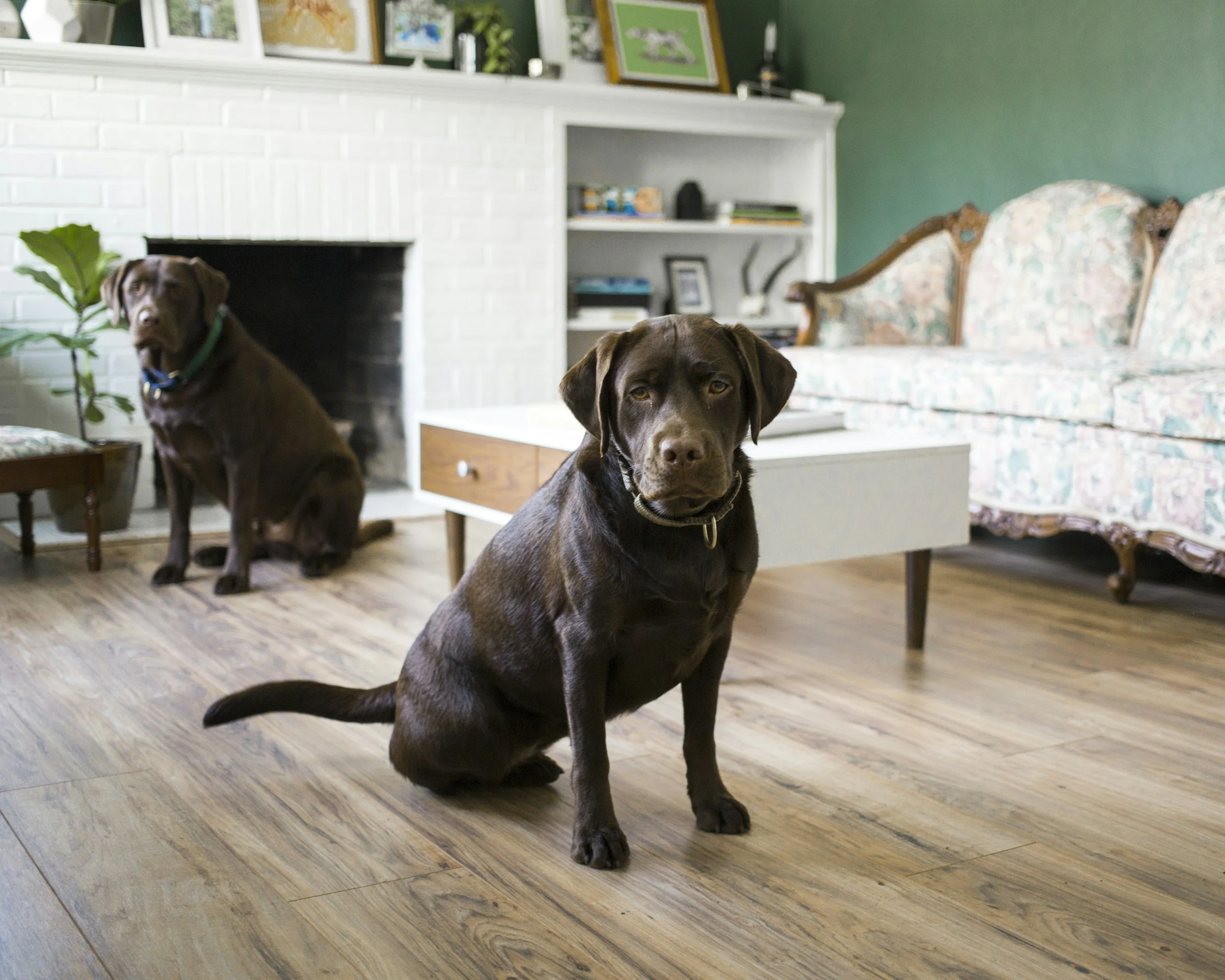 Two dark brown dog are sitting on a wood floor in a living room. One is up close and centered, the second dog is in the background.