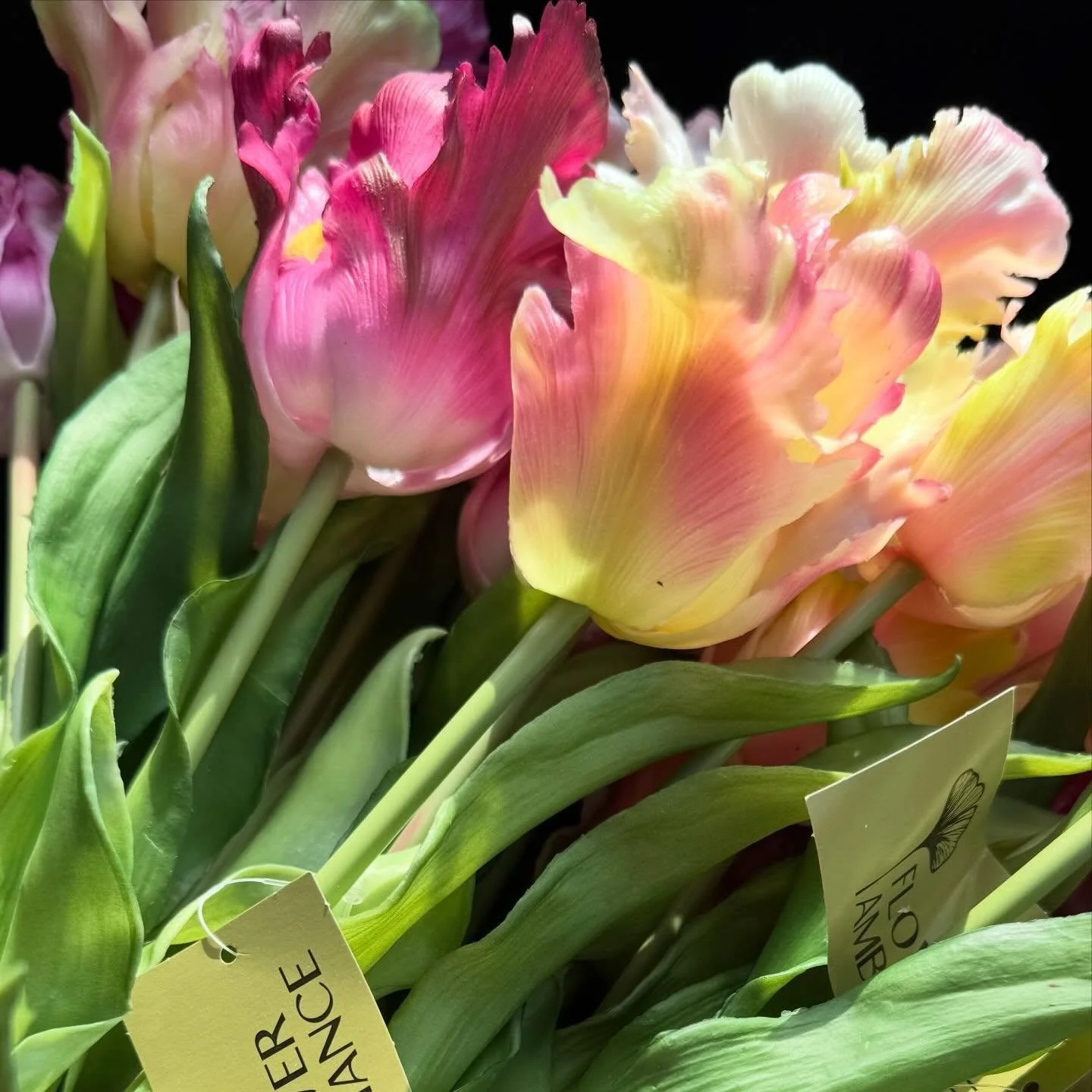 Der Fr&uuml;hling geht weiter ☀️neue Tulpen f&uuml;r euch&hellip;

#morgenwiederf&uuml;reuchda #studionl #vechtacity