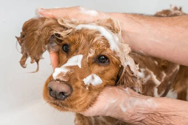 Self Wash