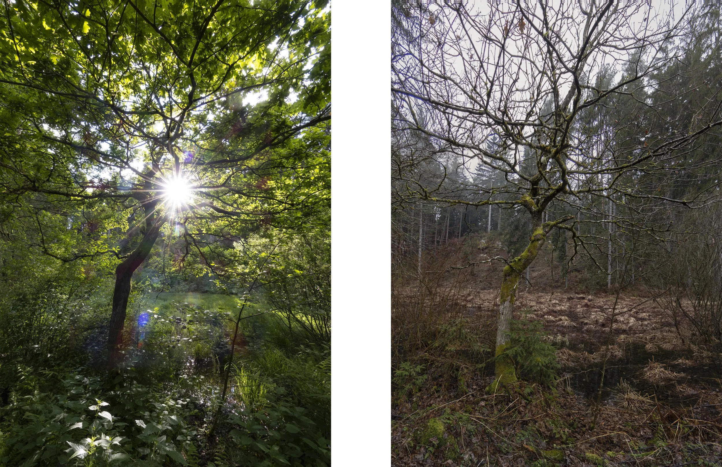 Oak Tree Diptych (left picture: 11.06.2023, 17:02 / right picture: 01.03.2024, 13:12) (9062 Tigring)