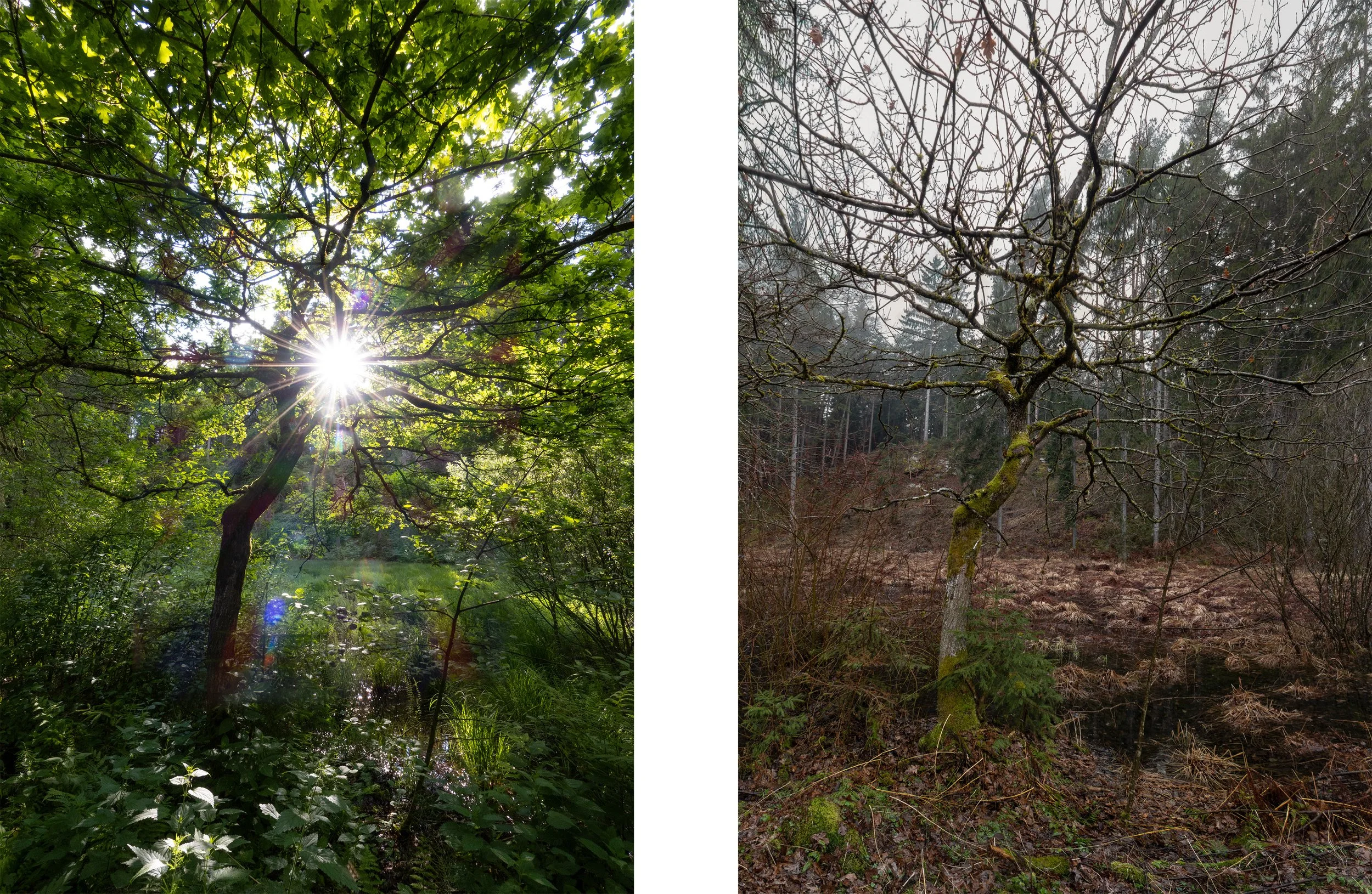 "Oak Tree Diptych," captured in Tigring, Austria (left photograph: 11 June 2023, 17:02; right photograph: 1 March 2024, 13:12).