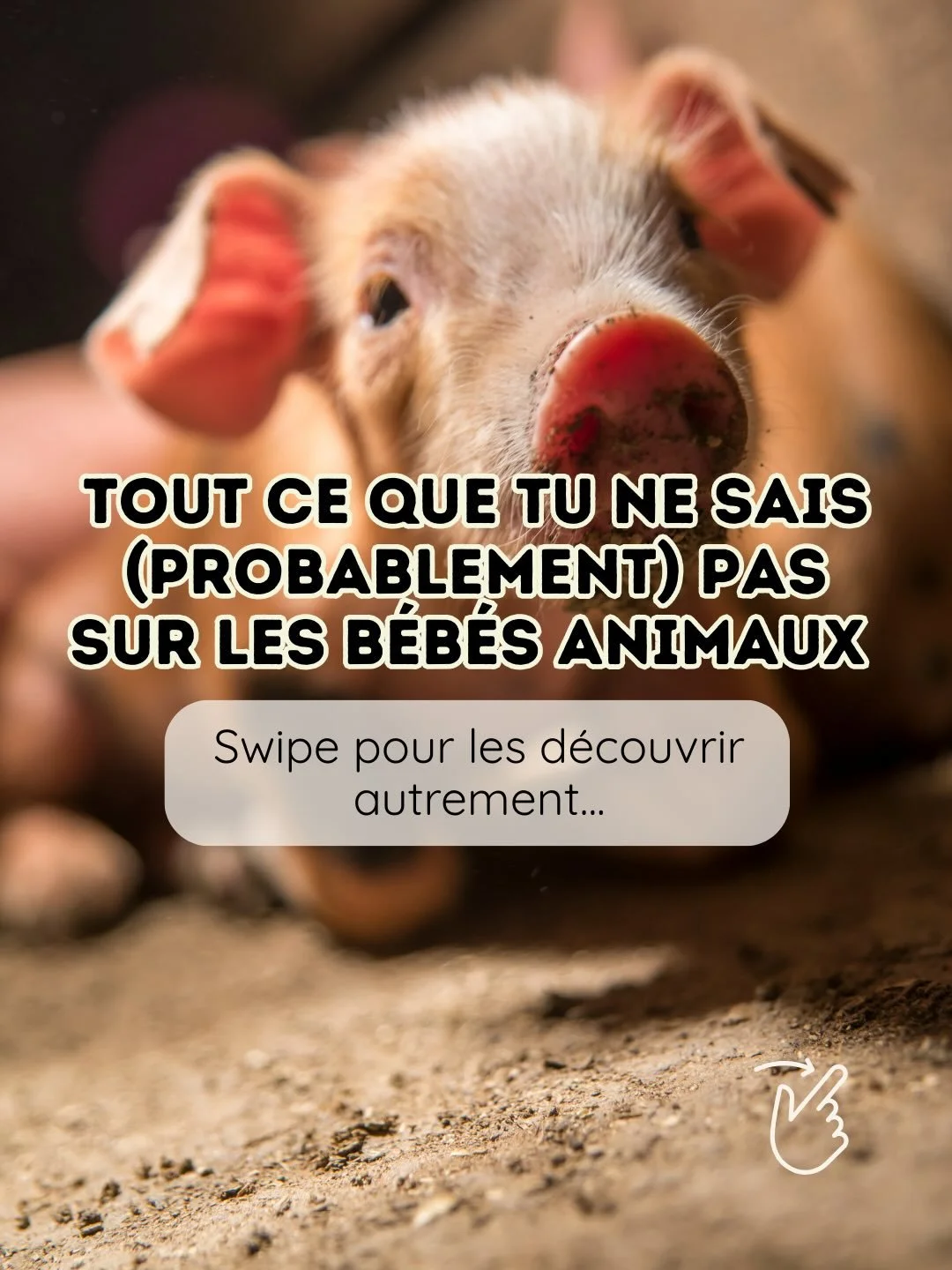 Commente &ldquo;ANOLA&rdquo; et je t&rsquo;envoie le lien pour rejoindre notre espace gratuit &amp; bienveillant d&eacute;di&eacute; au v&eacute;g&eacute;tal 💚

👉 Follow @start_veggie_daily pour ne rien rater 🌱

Les animaux sont des &ecirc;tres vi