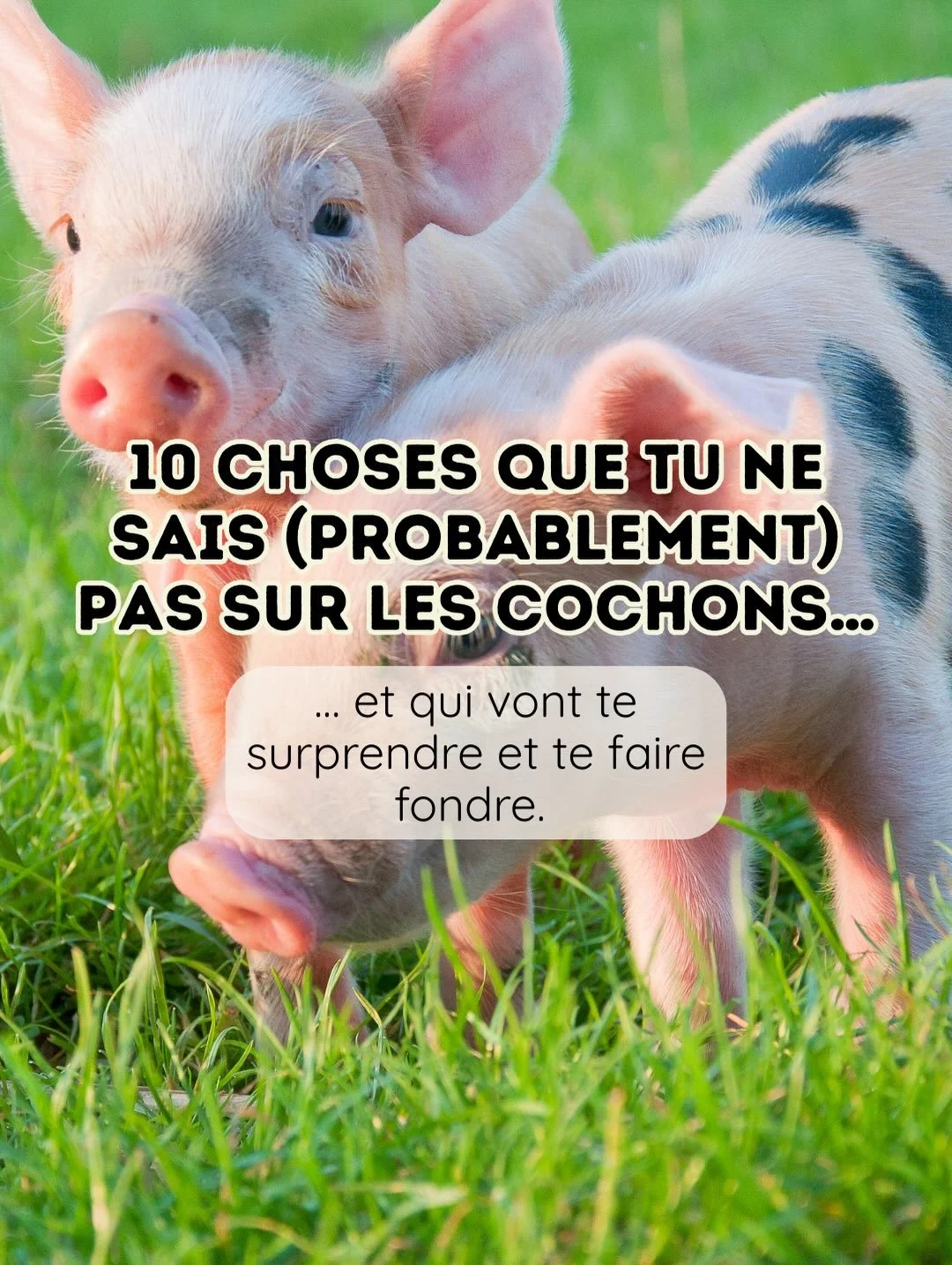 ✨ COMMENTE &laquo; ANOLA &raquo; et je t&rsquo;envoie le lien pour d&eacute;couvrir plein d&rsquo;autres infos sur les animaux, et rejoindre notre plateforme ANOLA, un espace bienveillant ✨

Follow @start_veggie_daily pour ne rien rater de mes conten