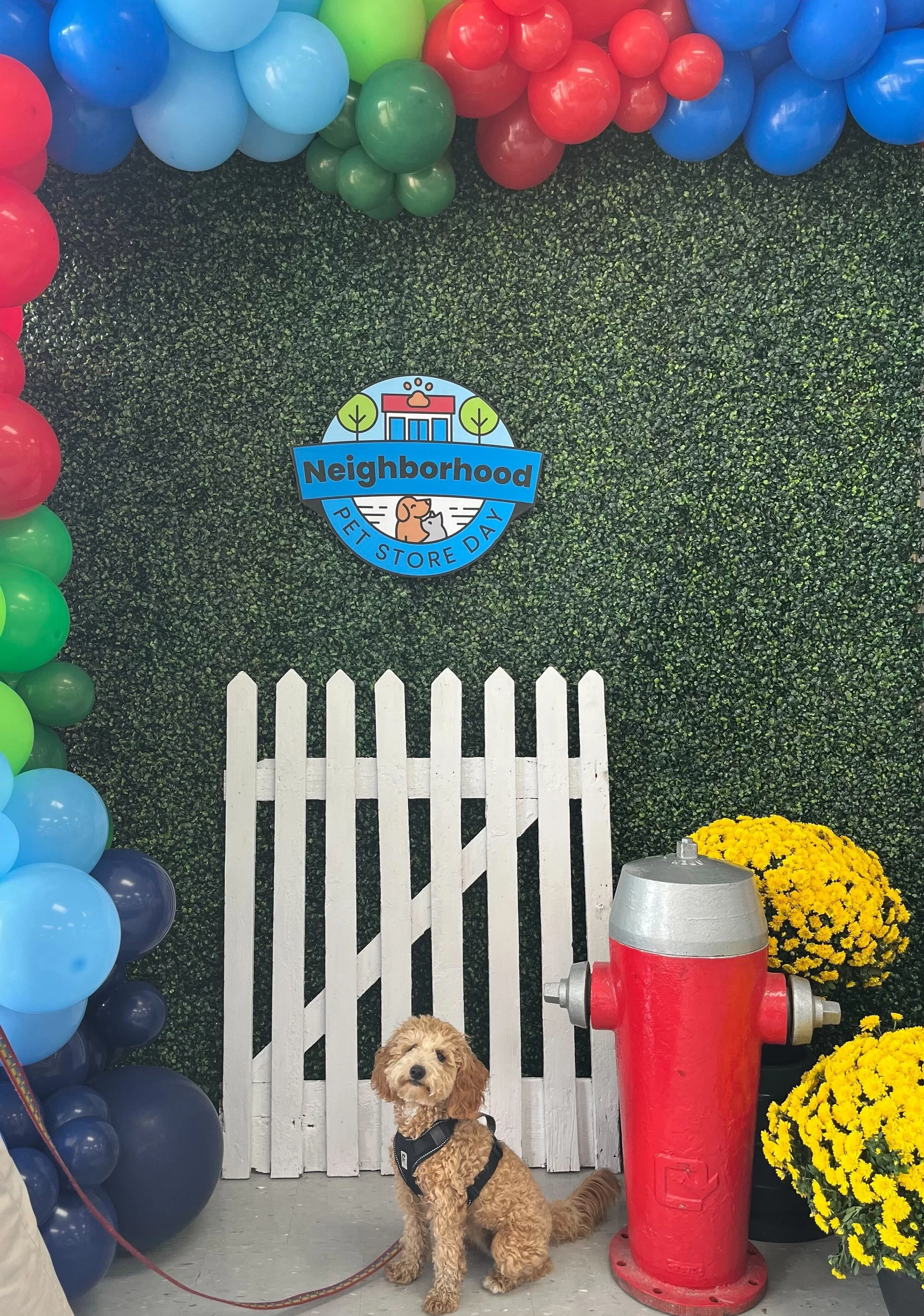 A small curly-haired dog sitting in front of a white picket fence at a pet store event, with yellow mums, a red fire hydrant, and a green ivy-covered wall in the background, celebrating Neighborhood Pet Store Day.