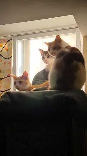 Three cats sitting on a window sill, looking outside.