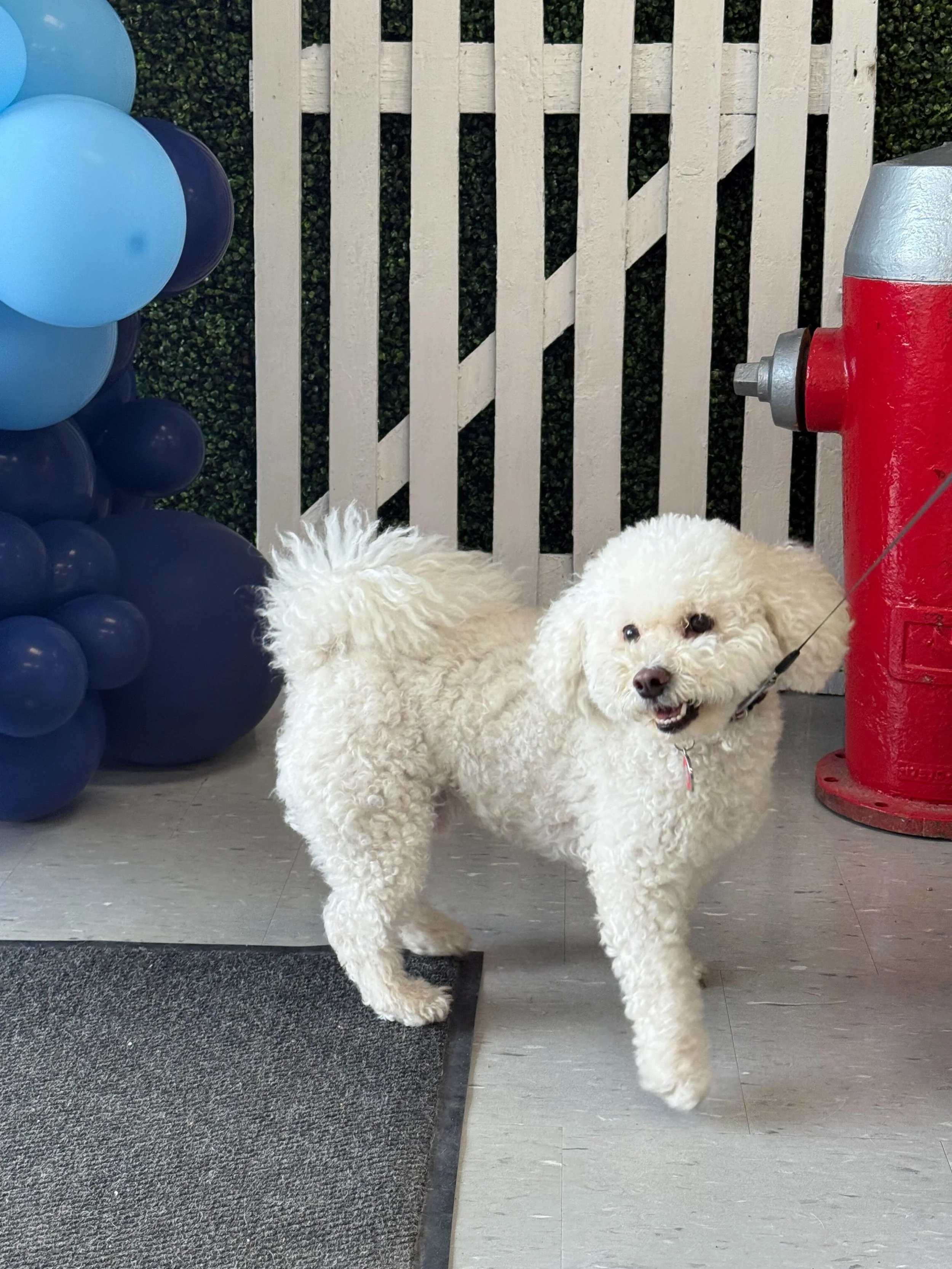 A fluffy white dog with curly fur standing indoors next to a red fire hydrant and a cluster of blue balloons, with a white picket fence and greenery in the background.
