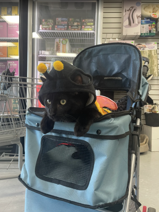 Black cat wearing a bee costume with yellow pom-poms on antennae, lying in a light blue pet stroller inside a store.