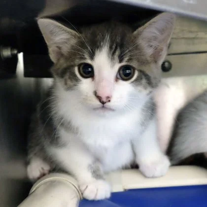 A cute gray and white kitten with big eyes sitting on a surface.