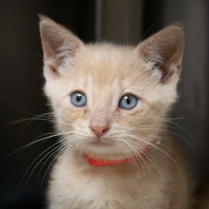 Close-up of a light-colored kitten with blue eyes wearing a red collar.