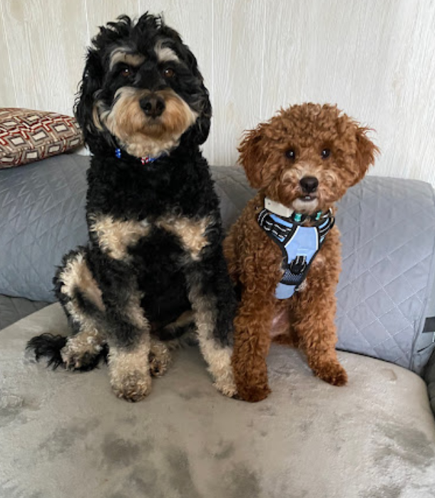 Two adorable dogs sitting on a couch, one black and tan with a fluffy coat, the other small and curly-haired with a brown coat and wearing a harness.