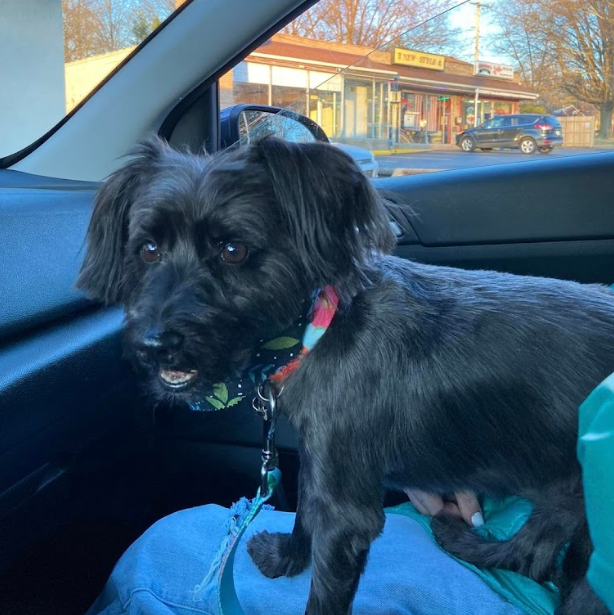 A small black dog with a colorful collar sitting in the front passenger seat of a car, looking out the window at a small town street with buildings and parked cars.