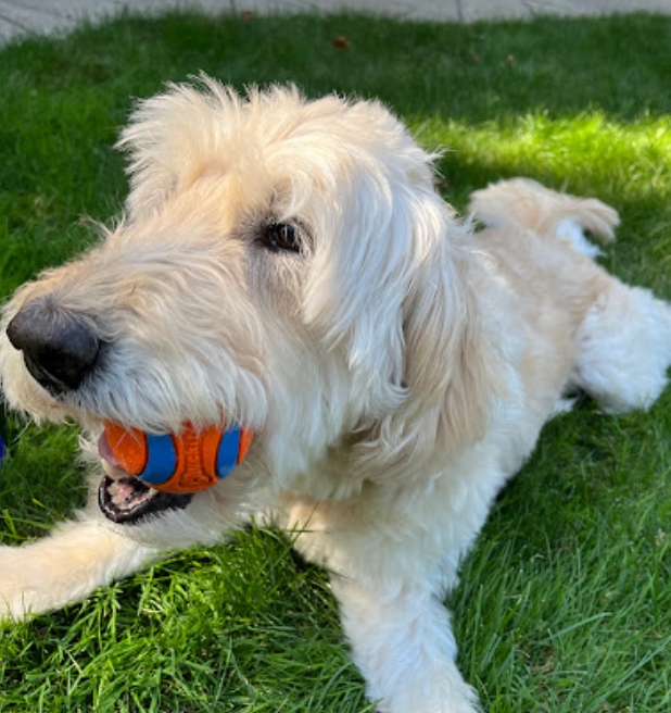 A fluffy light-colored dog lying on green grass holding an orange and blue tennis ball in its mouth.