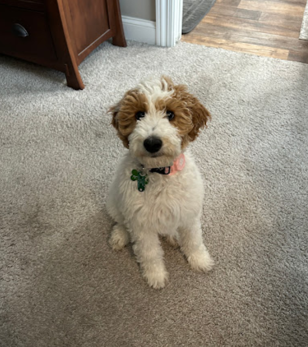 A cute, fluffy white and tan puppy sitting on a beige carpet looking at the camera with a black nose. There's a wooden piece of furniture to the left and a doorway to the right, revealing a hardwood floor.