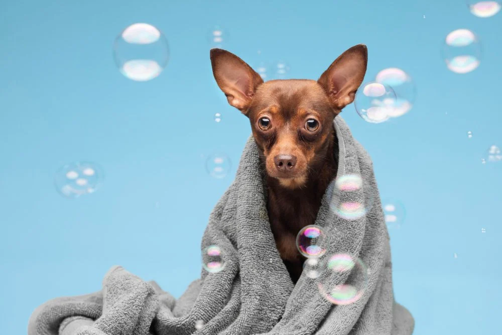 Cute brown dog wrapped in a gray towel with soap bubbles floating around on a blue background.