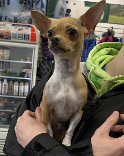 A small tan and white Chihuahua dog with large ears being held by a person in a green hoodie inside a pet store.