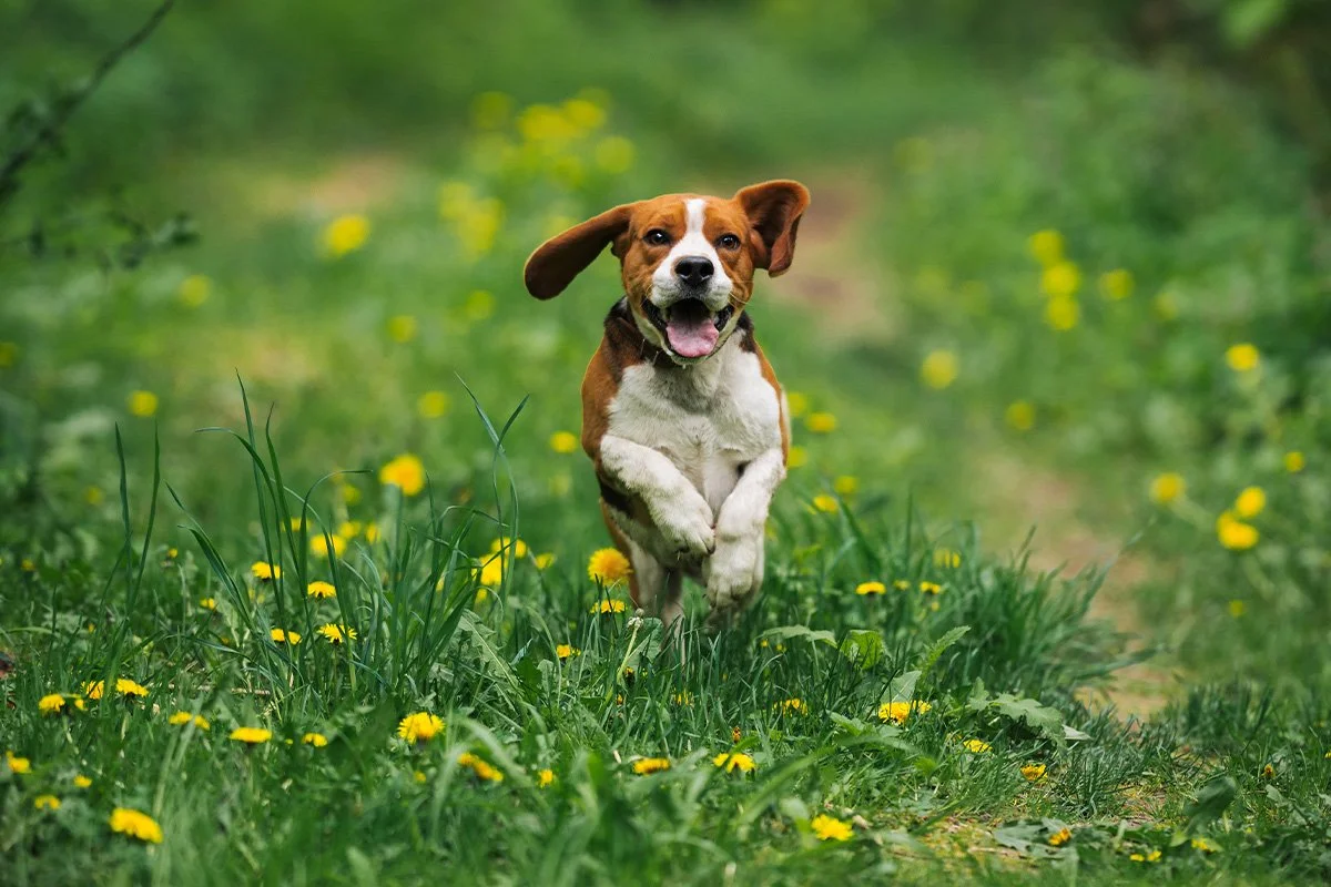 Your Pet's Spring Reset: Nutrition Shedding Seasonal Wellness