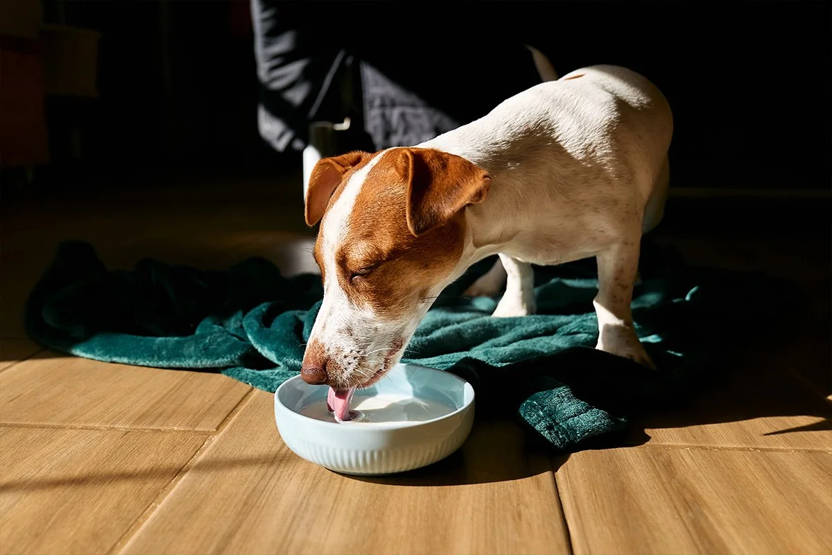 Best Practices for Hydrating Your Pets