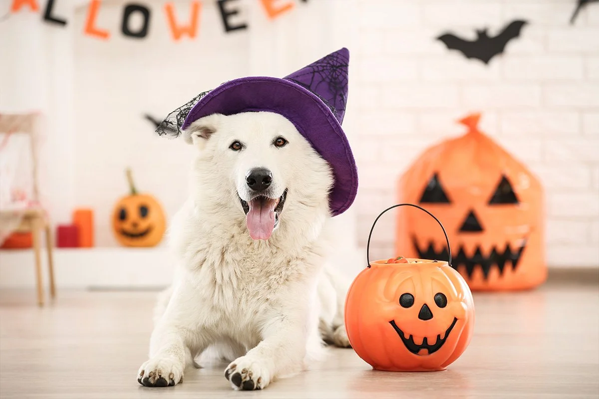 Spooky Season Safety: Halloween Treats, Costumes &amp; Pet Stress