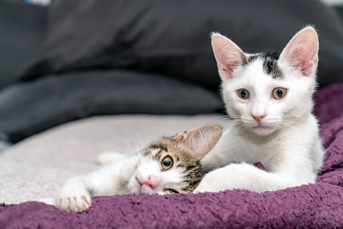 How Pet Lovers Can Support Local Rescues