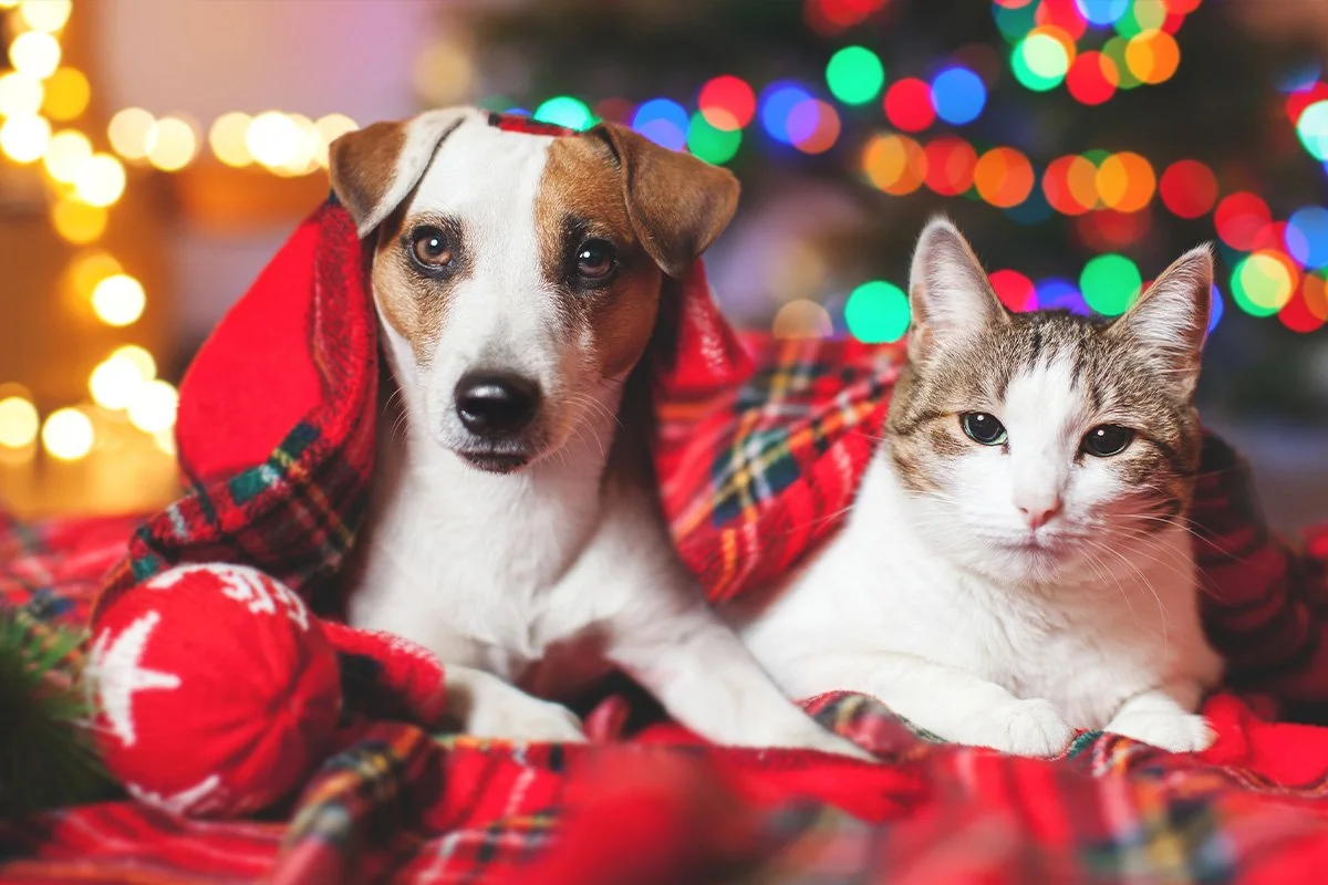 Holiday Prep for Pets: Gifting, Travel, and Staying Stress-Free