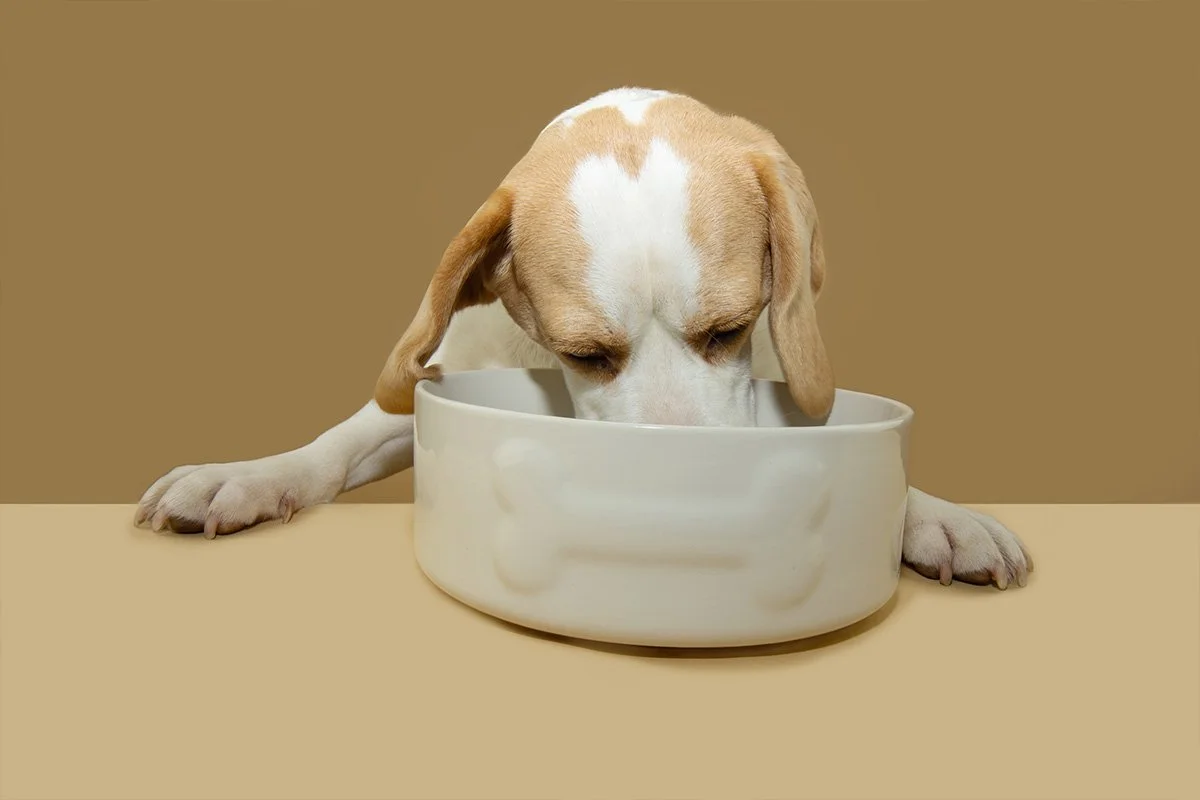 How to Choose the Right Food for Your Dog or Cat