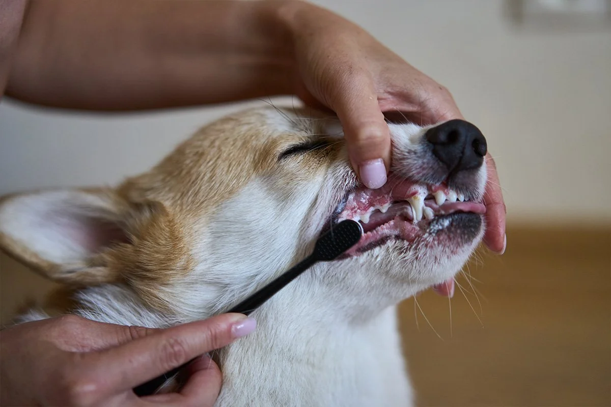 Pet Dental Health Month: Expert Tips and Product Picks for Oral Care