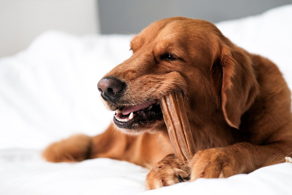Dental Chews: What to Look for and How They Work