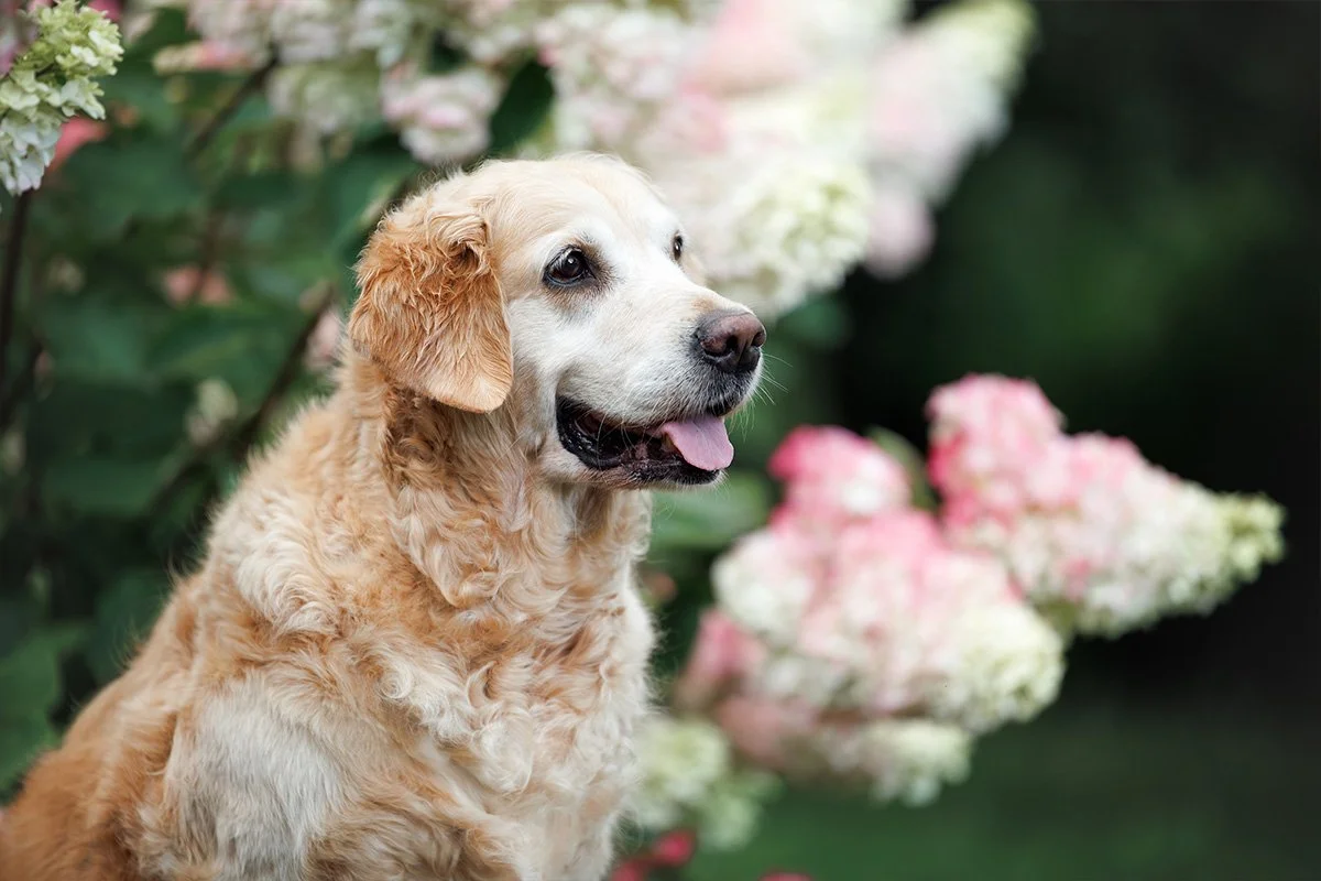 Understanding Senior Pet Nutrition: What Changes and Why