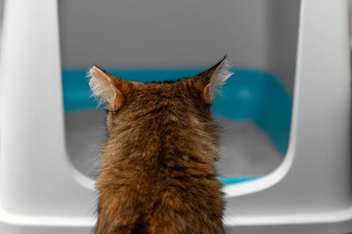 Cat Litter Guide: Choosing the Right Type and Tips to Reduce Odour