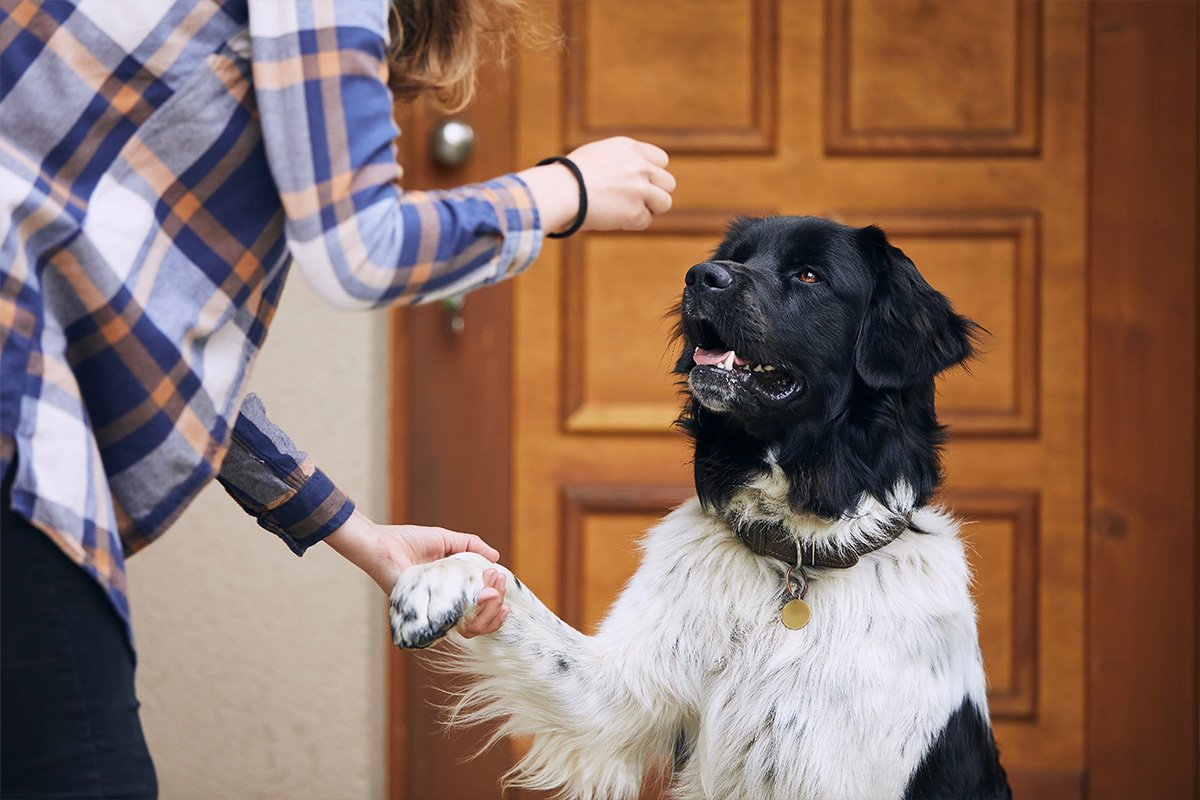 Best Dog and Cat Treats for Training and Enrichment