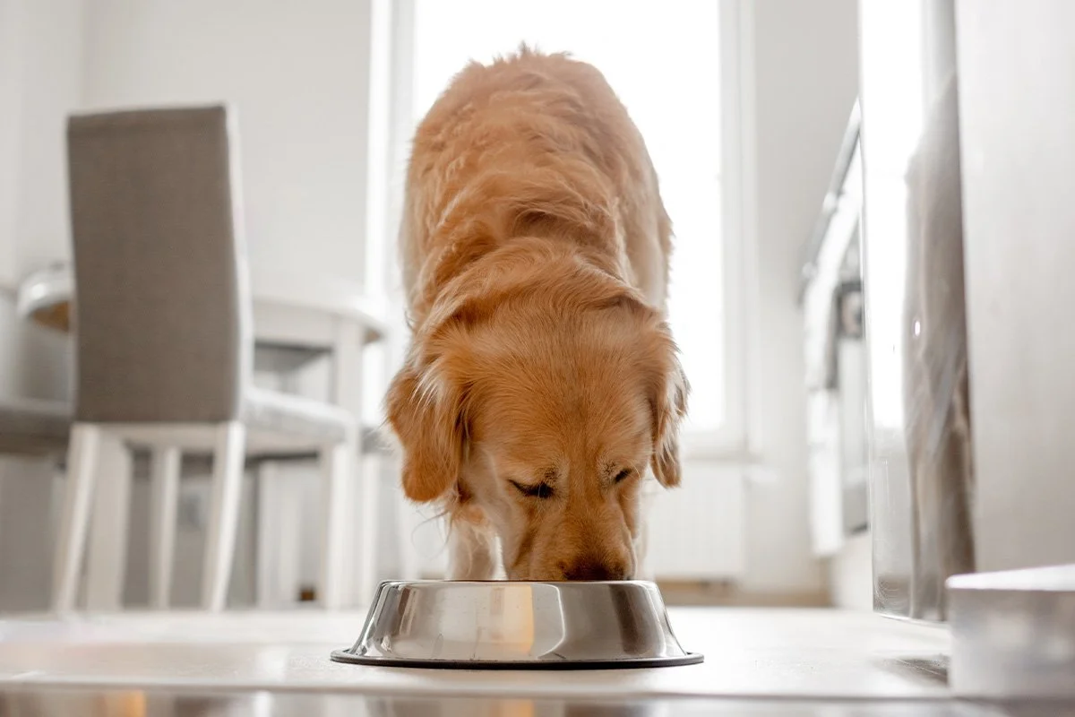 How to Safely Transition Your Pet to a New Food
