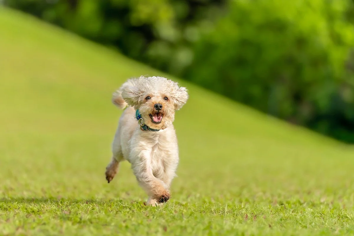 Do Pets Need Supplements? What to Know Before You Add Them to Their Diet