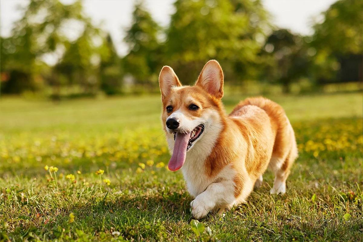 Understanding Digestive Health in Dogs and Cats