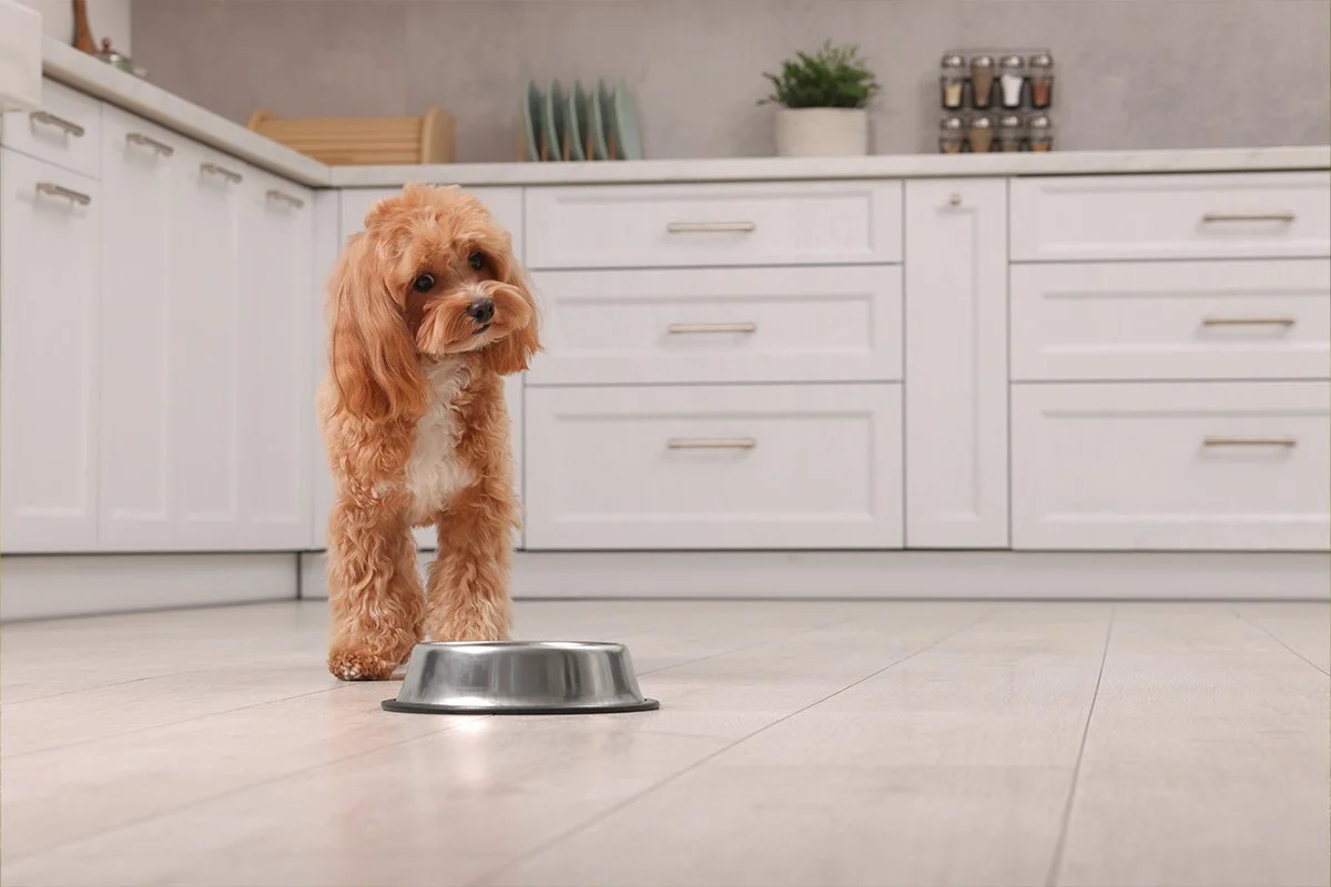 Common Feeding Mistakes Pet Owners Make (And How to Avoid Them)