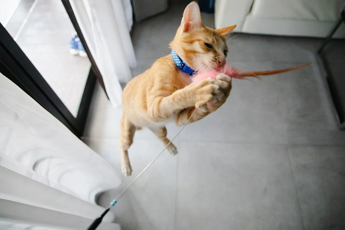 Indoor Cats Need Enrichment Too: Simple Ways to Keep Your Cat Happy, Healthy, and Engaged