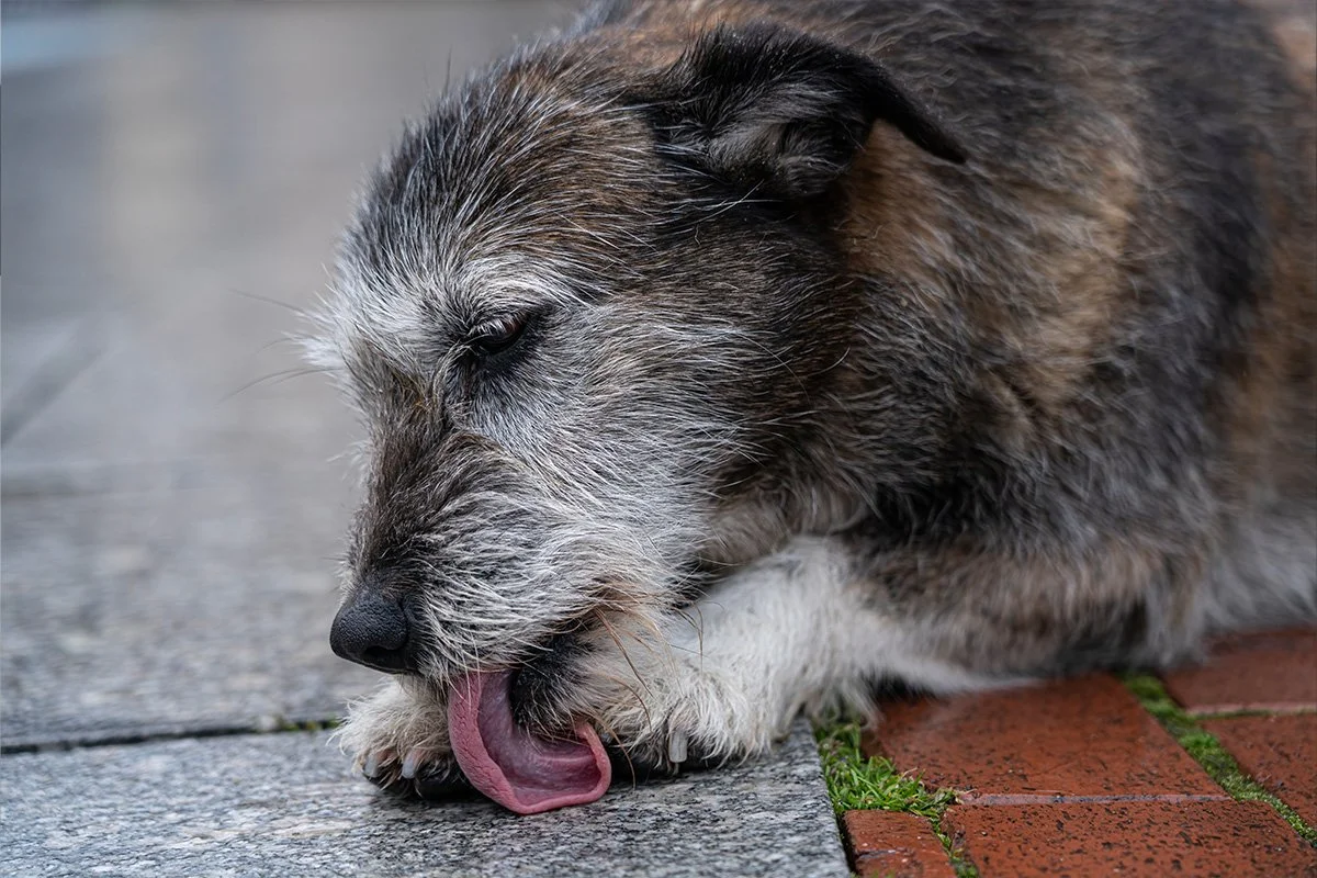 Why Does My Dog Keep Licking Their Paws?