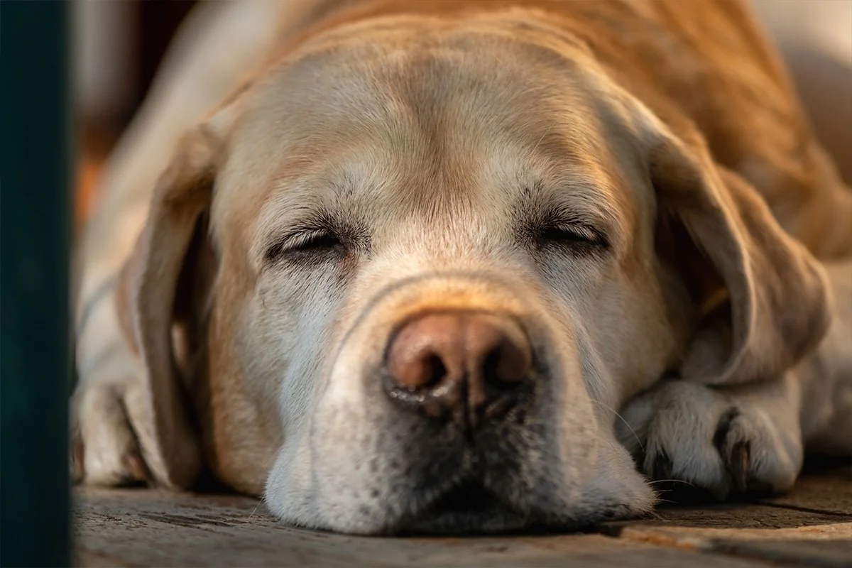 Why Isn’t My Dog Eating? Common Causes and When to Be Concerned