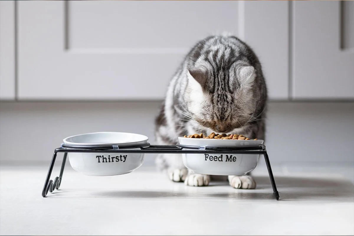 How Often Should You Feed Your Dog or Cat? Finding the Right Routine for Every Life Stage