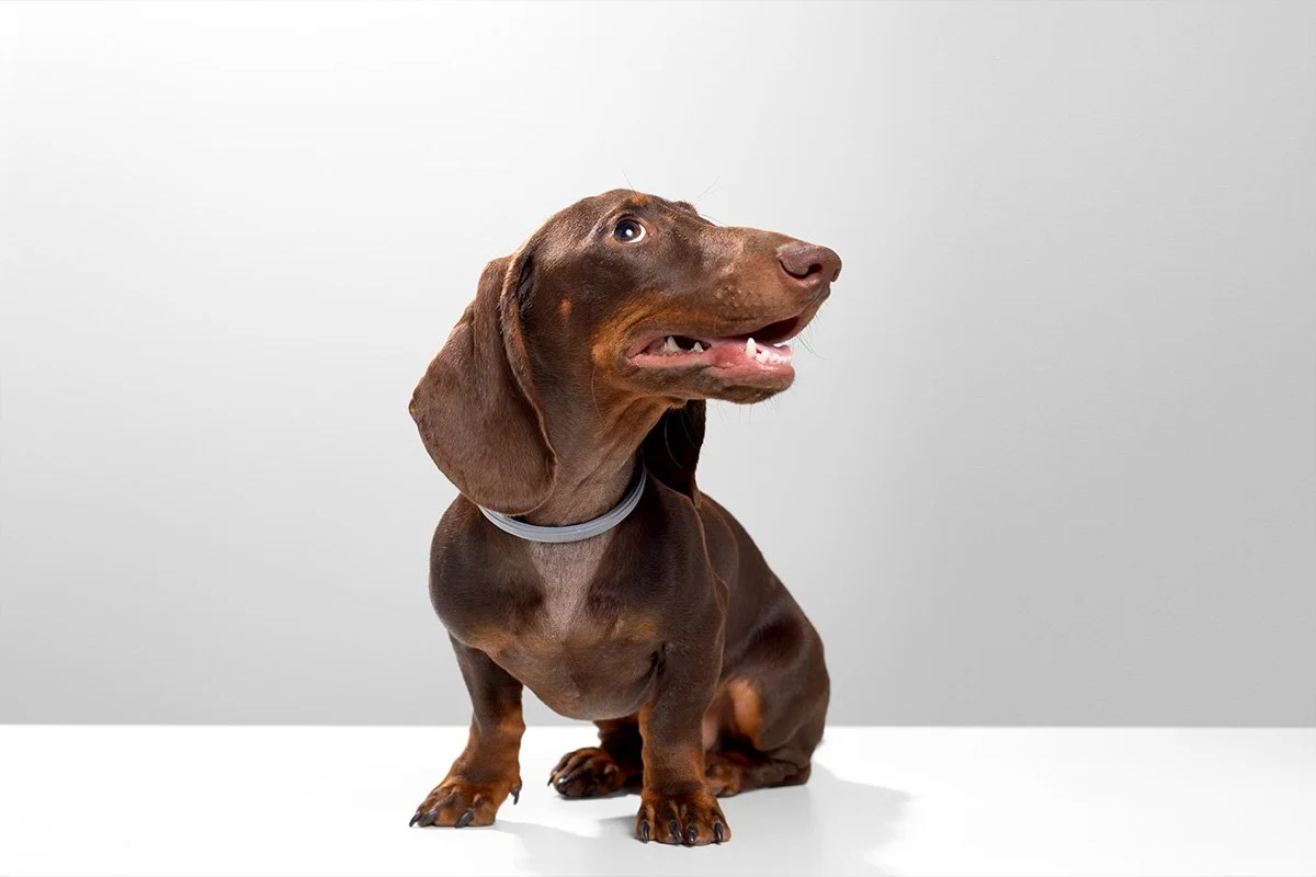 Is My Pet Overweight? How to Recognize Healthy Body Condition in Dogs and Cats