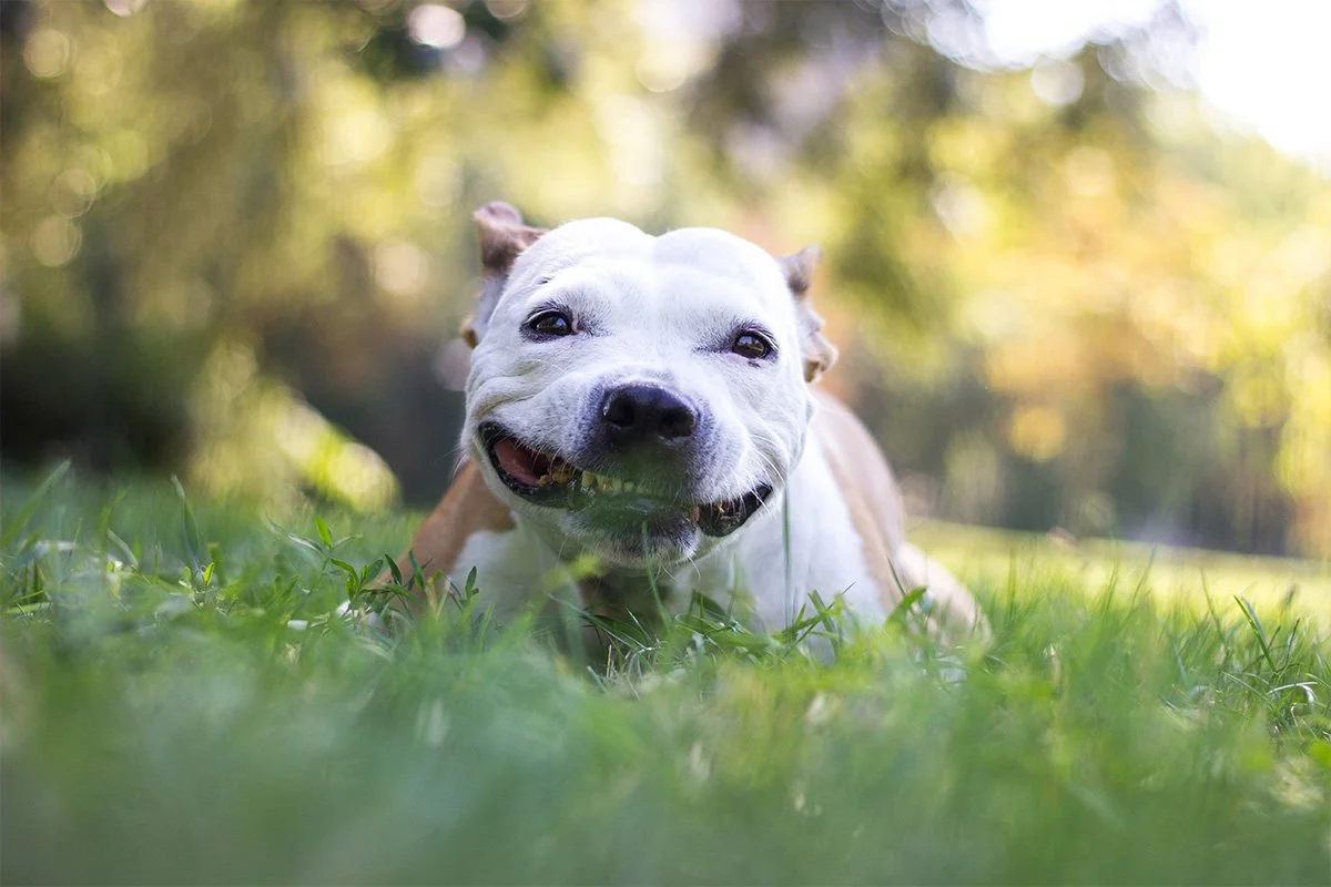 Why Does My Dog Eat Grass? What This Common Behaviour Can Mean