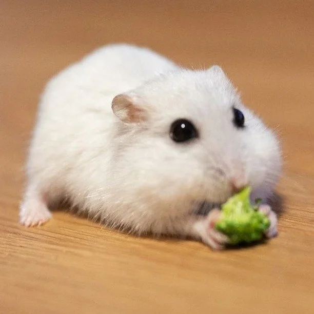 A white hamster eating a small piece of lettuce on a wooden surface.
