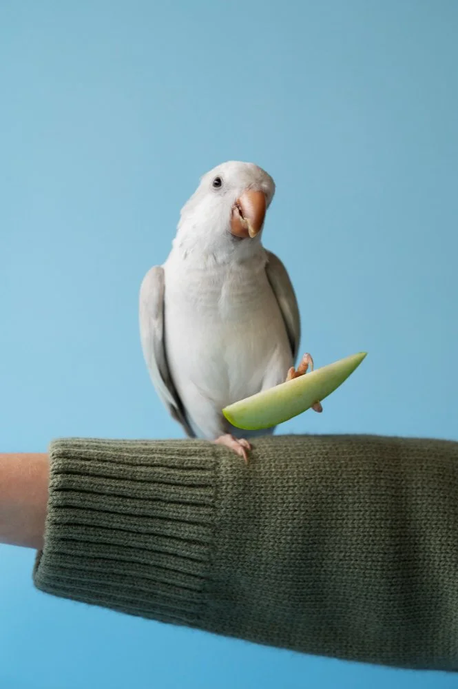 A bird with a human body holding a slice of melon against a blue background.