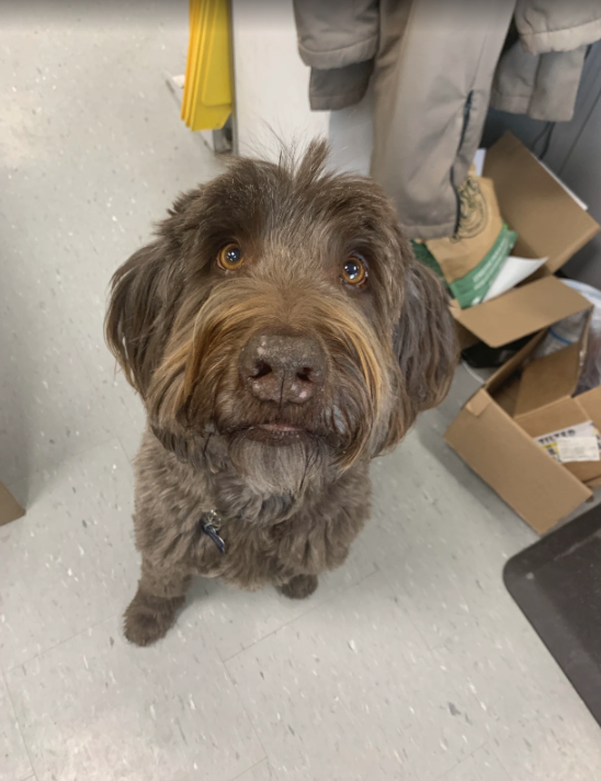 Brown dog looking up at the camera with expressive eyes, standing on a grey floor near cardboard boxes and a person's legs in a store or warehouse setting.