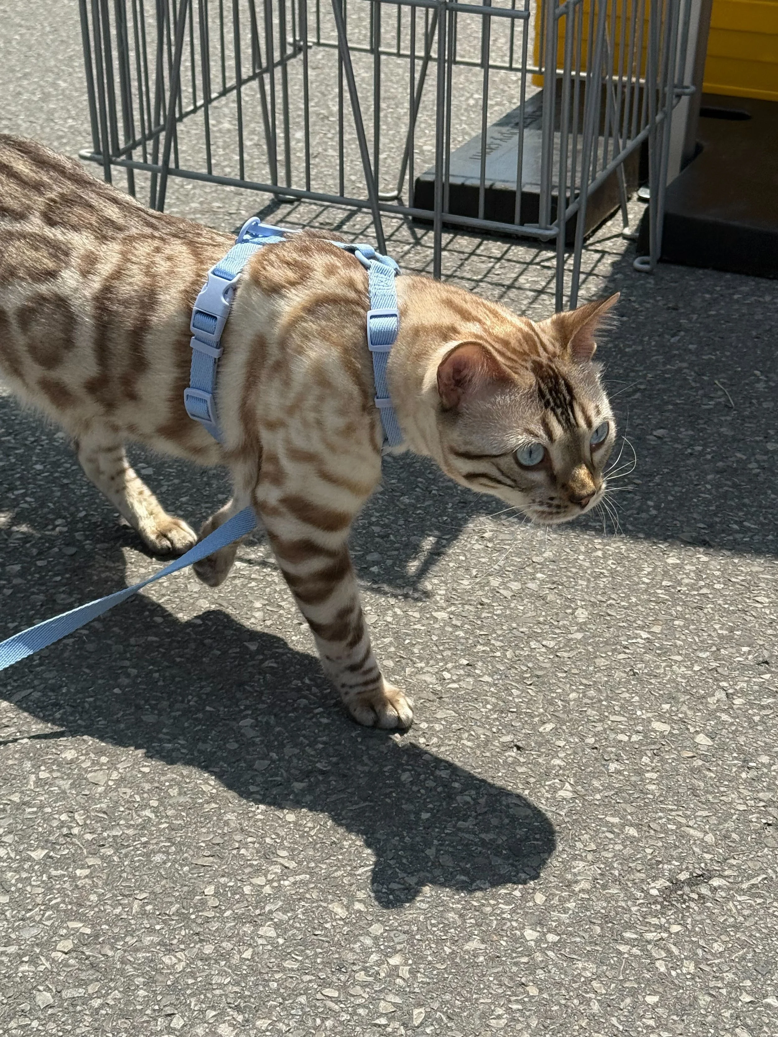 A Bengal cat with tan and black spots wearing a blue harness on a leash, standing on asphalt pavement next to a metal cage.